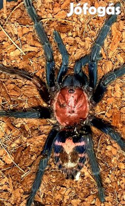 Tarantula,madárpók