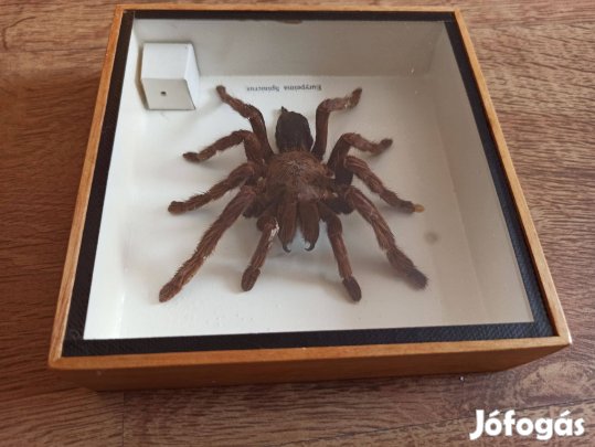 Tarantula pók "Eurypeima Spinicrus"Dekoratív keretben madár pók