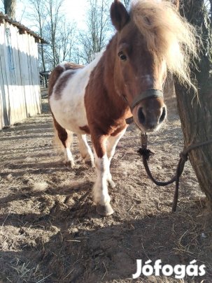 Tarka csődör póni 