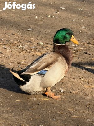 Tarka magyar kacsa tojás