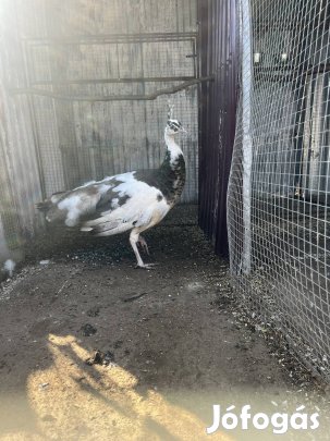 Tarka páva költözne