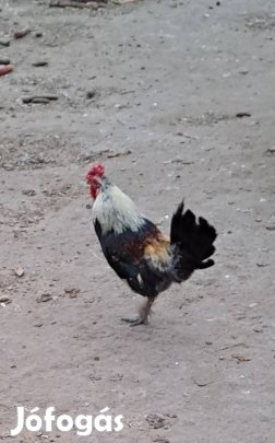 Tarka rózsástarajú kakas japán eladó