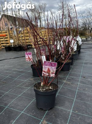Tarka som cornus alba 'miracle'