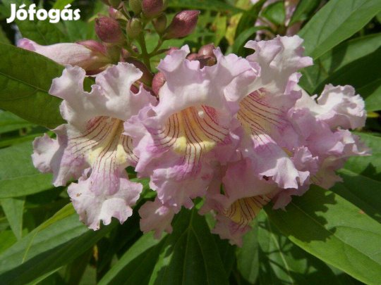 Taskenti trombitafa (× Chitalpa)