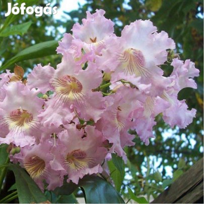 Taskenti trombitafa (× Chitalpa) magastörzsű oltvány eladó