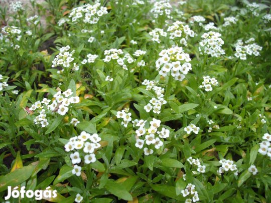 Tatárvirág fehér télálló