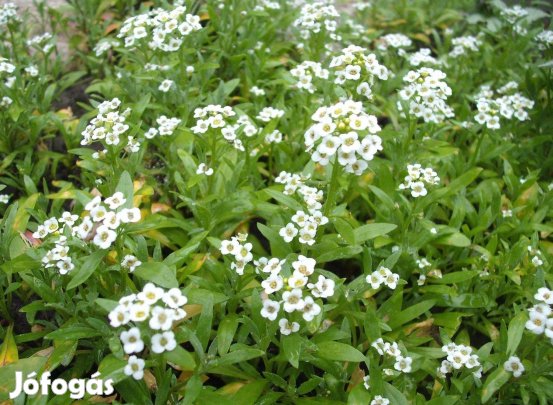 Tatárvirág hófehér örökzöld
