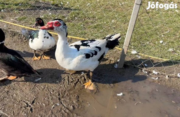 Tavaly kelt néma kacsa