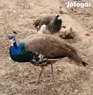 Tavaly nyári kelésű páva tojó és 2 db kakas eladó.