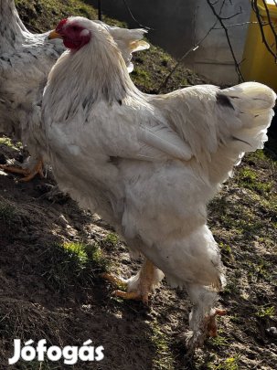 Tavalyi brahma kakasok