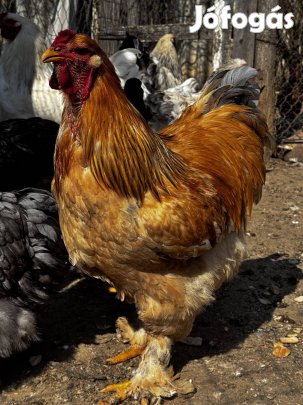 Tavalyi brahma kakasok