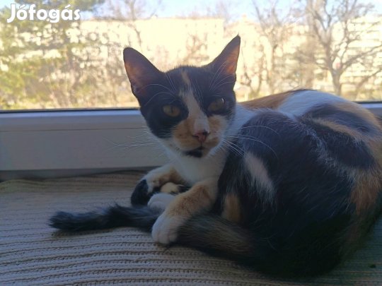 Tavalyi cicák ingyen elvihetők