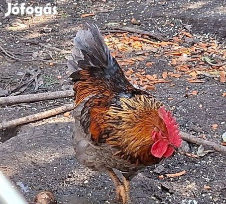 Tavalyi fiatal kakas