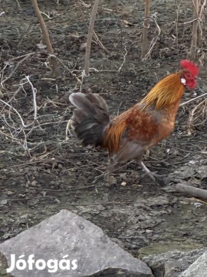 Tavalyi japán kakasok költöznének