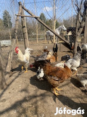 Tavalyi kakasok eladók 