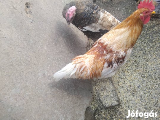 Tavalyi kelés kakasok