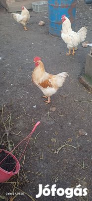 Tavalyi kelésű kakasok eladók 