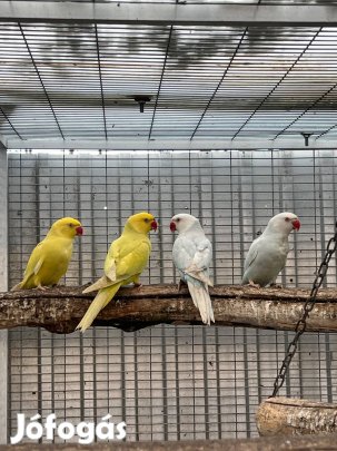 Tavalyi kis sándor papagájok