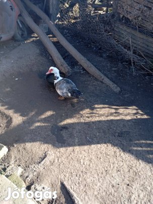 Tavalyi néma kacsák