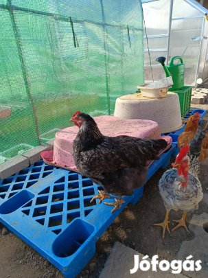Tavalyi tyúkok eladó