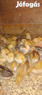 Tavaszi csibe vásár!