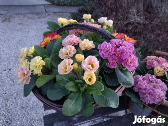 Tavaszi virág (Primula) kankalin