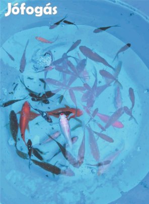 Tavi aranyhal kolónia elvihető