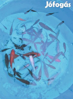 Tavi aranyhal kolónia ingyen elvihető