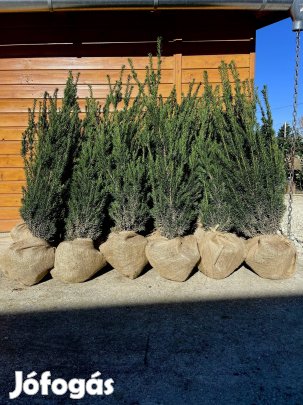 Taxus media 'Hillii' és Robusta - oszlopos tiszafa 80/100cm!Termelőtől