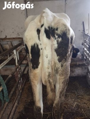 Tehén, üsző eladó 