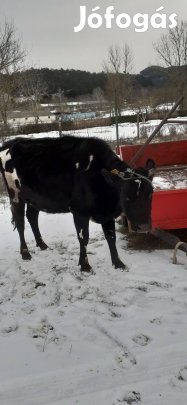 Tehén eladó Piliscsaba