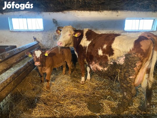 Tehén és bikaborjú