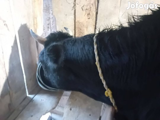 Tejhasznú tehén eladó(jersy-fríz)