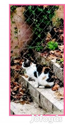 Teknőctarka cica örökbefogadó gazdát keres ingyenesen