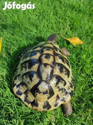 Teknős és terrárium