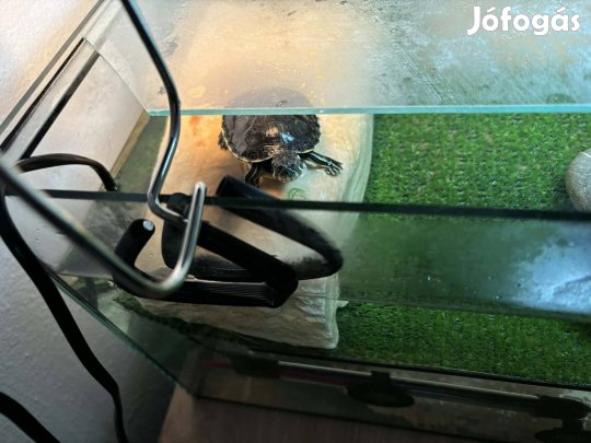 Teknősök teljes felszerelések eladók!