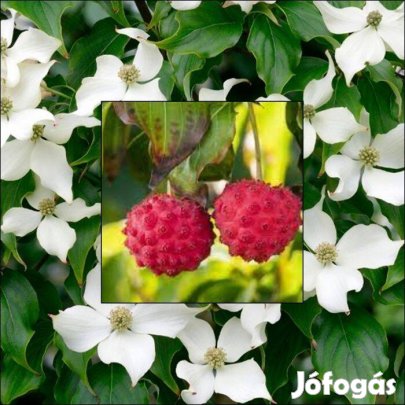 Télálló Csillagsom (Cornus kousa)