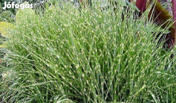 Télálló Sárga csíkos Japánfű (Miscanthus sinensis) virágosnád