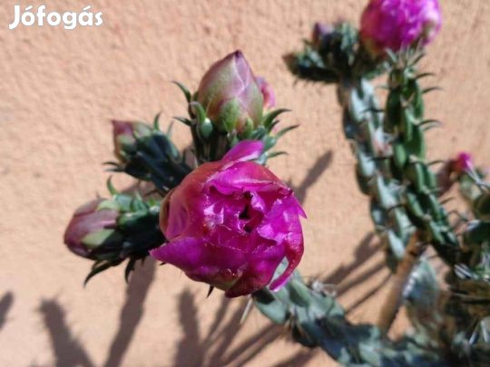 Télálló kaktusz eladó