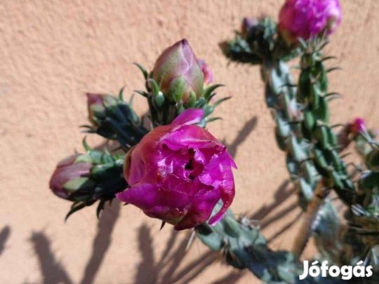 Télálló kaktuszhajtás eladó,kaktusz,pink.virágzó