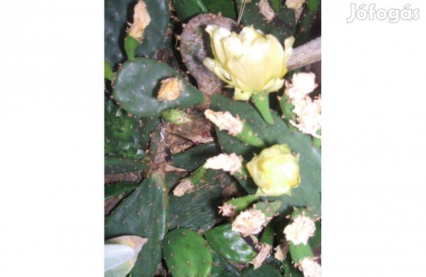 Télálló kaktuszok eladóak