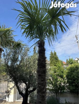 Télálló kínai kenderpálma pálma pálmafa mediterrán növény