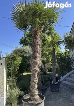 Télálló kínai kenderpálma pálma pálmafa mediterrán növény
