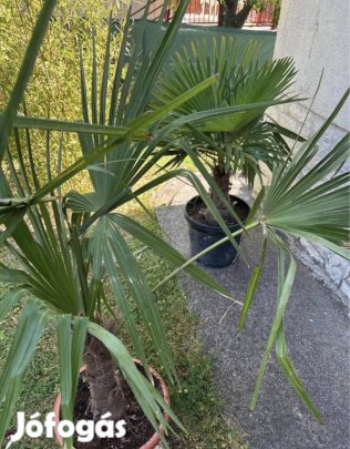Télálló kínai kenderpálma pálmafa dekor mediterrán növény pálma