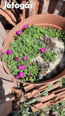 Télálló kristályvirág 