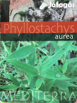 Télálló örökzöld bambusz tövek