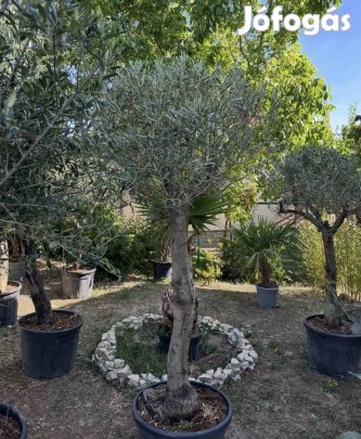 Télálló termő Olajfa oliva fa olajbogyó mediterrán növény