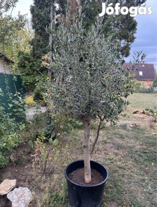 Télálló termő olajfa olajbogyó olive mediterrán növény