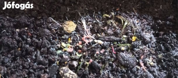 Televényféreg (Enchytraeus albidus) tenyészet / kultúra