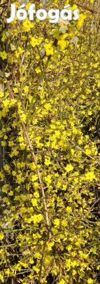 Téli Jázmin csemeték 